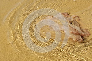 A jellyfish washed ashore on a beach