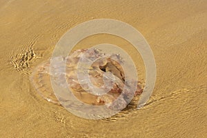 A jellyfish washed ashore on a beach