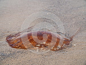 A Jellyfish Washed to Shore