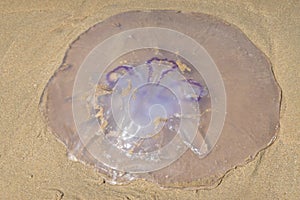 Jellyfish washed up on the beach