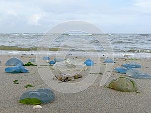 Jellyfish washing ashore on dutch coast