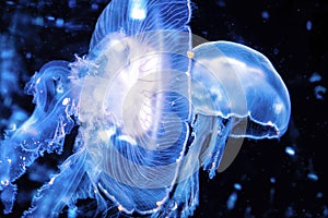 Jellyfish in water aquarium background