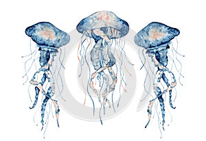 Jellyfish watercolor illustration. Painted medusa isolated on white background, underwater wildlife.