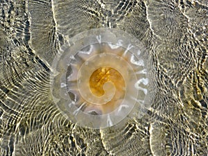 Jellyfish in the waters of the Baltic Sea