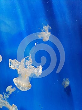 Jellyfish