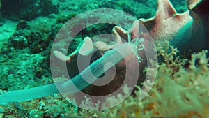 Jellyfish Worm-Like Sea Cucumber Or Sea Worm Or Sea Slug Creature Feeding Underwater