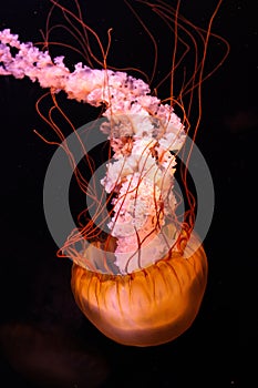 Jellyfish1