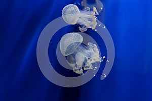 Jellyfishes photo