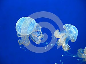 Jellyfishes