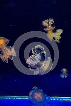 Jellyfishes in the aquarium of Ubatuba, Sao Paulo, Brazil