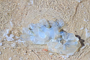 Jellyfishes on the beach of Troia, Portugal