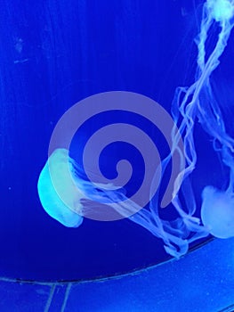 Jellyfishes with elegancy photo