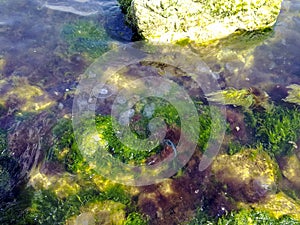 Jellyfishes in seaweed at the coast of the Black Sea in port of the city of Novorossiysk.