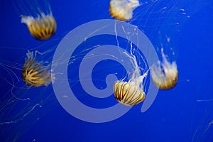 Jellyfishes swim under the water