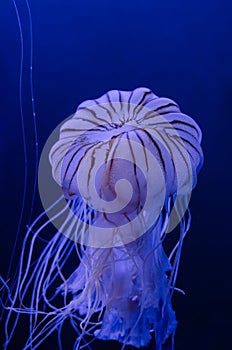 Jellyfishes photo