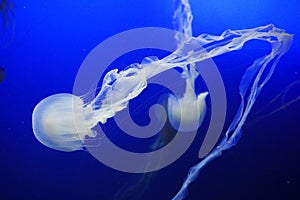 Jellyfishes are swimming in aquarium tank.