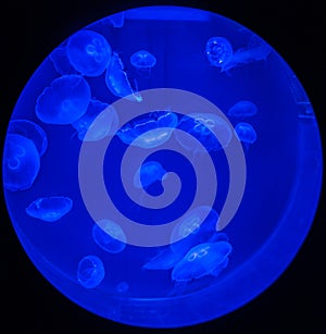 Jellyfishes in ultraviolet light in circular tank on deep blue background