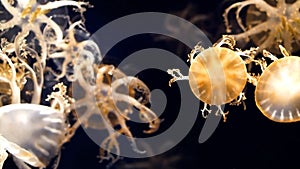 Jellyfishes under ocean, beautiful and dangerous creature