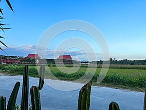a bunch of green cactus plants with a background of a parking lot, rice fields, tall buildings, and a clear blue sky