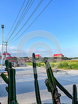 a bunch of green cactus plants with a background of a parking lot, rice fields, tall buildings, and a clear blue sky