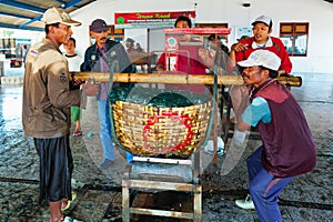 Dockers weight day catch for shipping fish to cannery