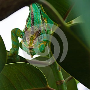 Jemen chameleon photo