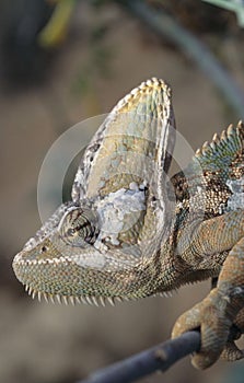Jemen chameleon photo