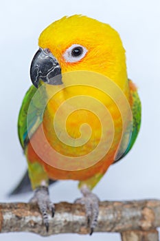 A Jenday Conure, Aratinga jendaya, is a colorful parakeet bird from South America