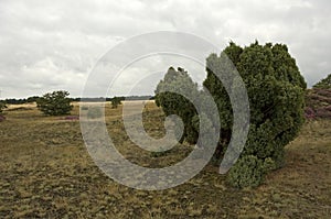 Jeneverbes, Common Juniper, Juniperus communis photo
