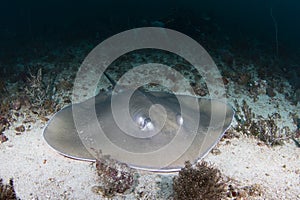 A Jenkins` Whipray - Himantura jenkinsii