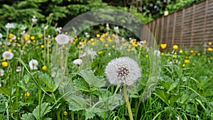 Jenny Joes  and buttercups in the garden