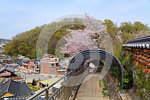 Jeonju Hanok Village with spring cherry blossoms