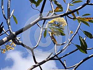 Jepun bali blue sky indonesia