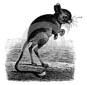 Jerboa Haltomys aegyptiacus, vintage engraving