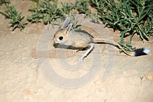 Jerboa / Jaculus. The jerboa are a steppe animal and lead a nocturnal life.