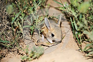 Jerboa / Jaculus. The jerboa are a steppe animal and lead a nocturnal life.