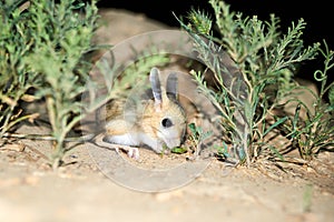 Jerboa / Jaculus. The jerboa are a steppe animal and lead a nocturnal life.