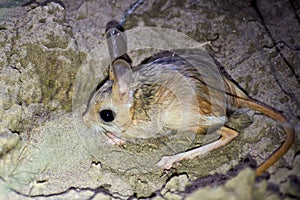 Jerboa / Jaculus. The jerboa are a steppe animal and lead a nocturnal life.