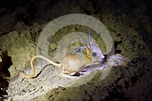 Jerboa / Jaculus. The jerboa are a steppe animal and lead a nocturnal life.