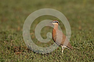 Jerdon`s Courser , Rhinoptilus bitorquatus, on a sunny day