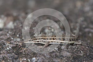 Jerdon`s lacerta, Ophisops jerdonii, Saswad, Maharastra, India