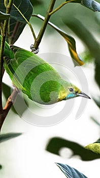 Jerdons Leafbird