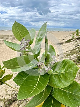 Jericoacoara, Brazil, beach, wild, flower, green, leaf, clouds, sky, sea, South America, Praia da Malhada, relaxing