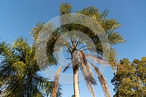 JerivÃÂ¡ palm tree and fruits Syagrus romanzoffiana native to the Atlantic Forest of Brazil.NEF photo