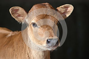 Jersey calf