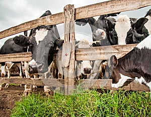 Jersey Calf by Fence