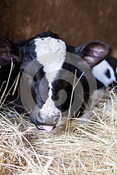 Jersey calf lying on hay