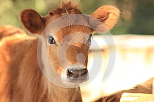 Jersey calf photo