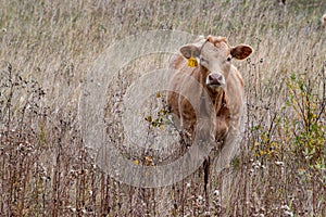 Jersey calf in southeastern Saskatchewan, Canada