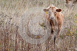 Jersey calf in southeastern Saskatchewan, Canada